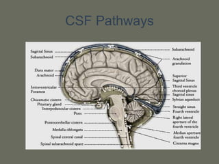 CSF Pathways
 