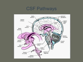 CSF Pathways
 