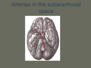 Arteries in the subarachnoid
space
 