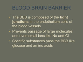 BLOOD BRAIN BARRIER
• The BBB is composed of the tight
junctions in the endothelium cells of
the blood vessels
• Prevents passage of large molecules
and even small ions like Na and Cl
• Specific substances pass the BBB like
glucose and amino acids
 