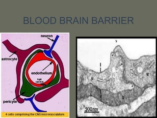 BLOOD BRAIN BARRIER
 