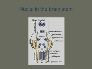 Nuclei in the brain stem
 