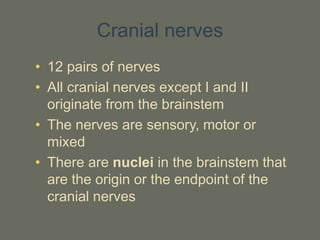 Cranial nerves
• 12 pairs of nerves
• All cranial nerves except I and II
originate from the brainstem
• The nerves are sensory, motor or
mixed
• There are nuclei in the brainstem that
are the origin or the endpoint of the
cranial nerves
 