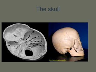 The skull
 