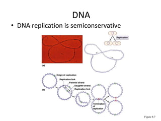 DNA
• DNA replication is semiconservative
Figure 8.7
 