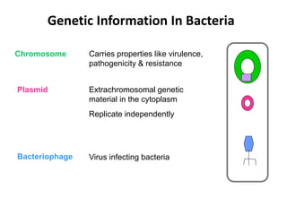Genetic Information In Bacteria
Chromosome Carries properties like virulence,
pathogenicity & resistance
Plasmid Extrachromosomal genetic
material in the cytoplasm
Replicate independently
Bacteriophage Virus infecting bacteria
 