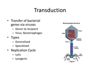 Transduction
• Transfer of bacterial
genes via viruses
– Donor to recipient
– Virus: Bacteriophages
• Types
– Generalized
– Specialized
• Replication Cycle
– Lytic
– Lysogenic
 