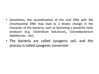 • Sometimes, the recombination of the viral DNA with the
chromosomal DNA may lead to a drastic change in the
character of the bacteria, such as becoming a powerful toxin
producer (e.g. Clostridium botulinum,, Corynebacterium
diphtheriae… etc).
• The bacteria are called Lysogenic cell, and the
process is called Lysogenic conversion
 