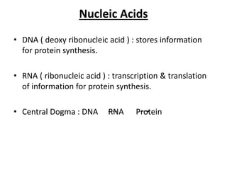 Nucleic Acids
• DNA ( deoxy ribonucleic acid ) : stores information
for protein synthesis.
• RNA ( ribonucleic acid ) : transcription & translation
of information for protein synthesis.
• Central Dogma : DNA RNA Protein
 