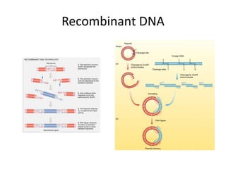 Recombinant DNA
 