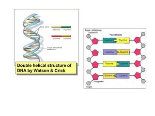 Double helical structure of
DNA by Watson & Crick
 