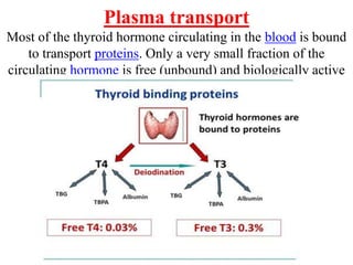 Plasma transport
Most of the thyroid hormone circulating in the blood is bound
to transport proteins. Only a very small fraction of the
circulating hormone is free (unbound) and biologically active
 