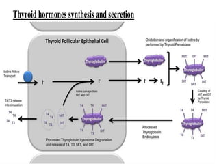 Thyroidhormones synthesisandsecretion
 
