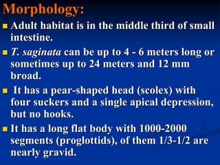 Morphology:
 Adult habitat is in the middle third of small
intestine.
 T. saginata can be up to 4 - 6 meters long or
sometimes up to 24 meters and 12 mm
broad.
 It has a pear-shaped head (scolex) with
four suckers and a single apical depression,
but no hooks.
 It has a long flat body with 1000-2000
segments (proglottids), of them 1/3-1/2 are
nearly gravid.
 