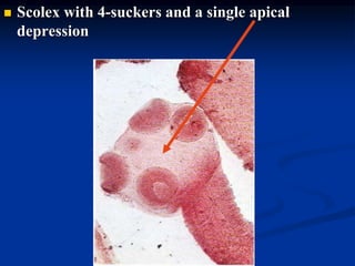  Scolex with 4-suckers and a single apical
depression
 