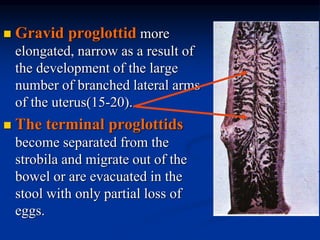  Gravid proglottid more
elongated, narrow as a result of
the development of the large
number of branched lateral arms
of the uterus(15-20).
 The terminal proglottids
become separated from the
strobila and migrate out of the
bowel or are evacuated in the
stool with only partial loss of
eggs.
 
