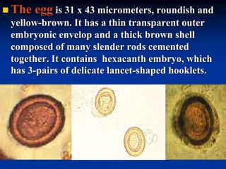  The egg is 31 x 43 micrometers, roundish and
yellow-brown. It has a thin transparent outer
embryonic envelop and a thick brown shell
composed of many slender rods cemented
together. It contains hexacanth embryo, which
has 3-pairs of delicate lancet-shaped hooklets.
 