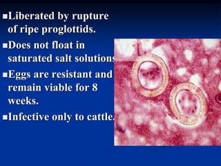 Liberated by rupture
of ripe proglottids.
Does not float in
saturated salt solutions.
Eggs are resistant and
remain viable for 8
weeks.
Infective only to cattle.
 