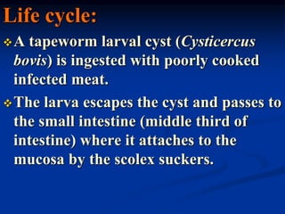 Life cycle:
A tapeworm larval cyst (Cysticercus
bovis) is ingested with poorly cooked
infected meat.
The larva escapes the cyst and passes to
the small intestine (middle third of
intestine) where it attaches to the
mucosa by the scolex suckers.
 