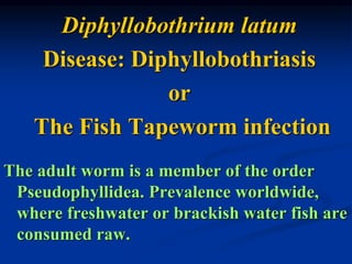 Diphyllobothrium latum
Disease: Diphyllobothriasis
or
The Fish Tapeworm infection
The adult worm is a member of the order
Pseudophyllidea. Prevalence worldwide,
where freshwater or brackish water fish are
consumed raw.
 
