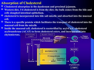 Metabolism of the cholesterol and sterols | PPTX