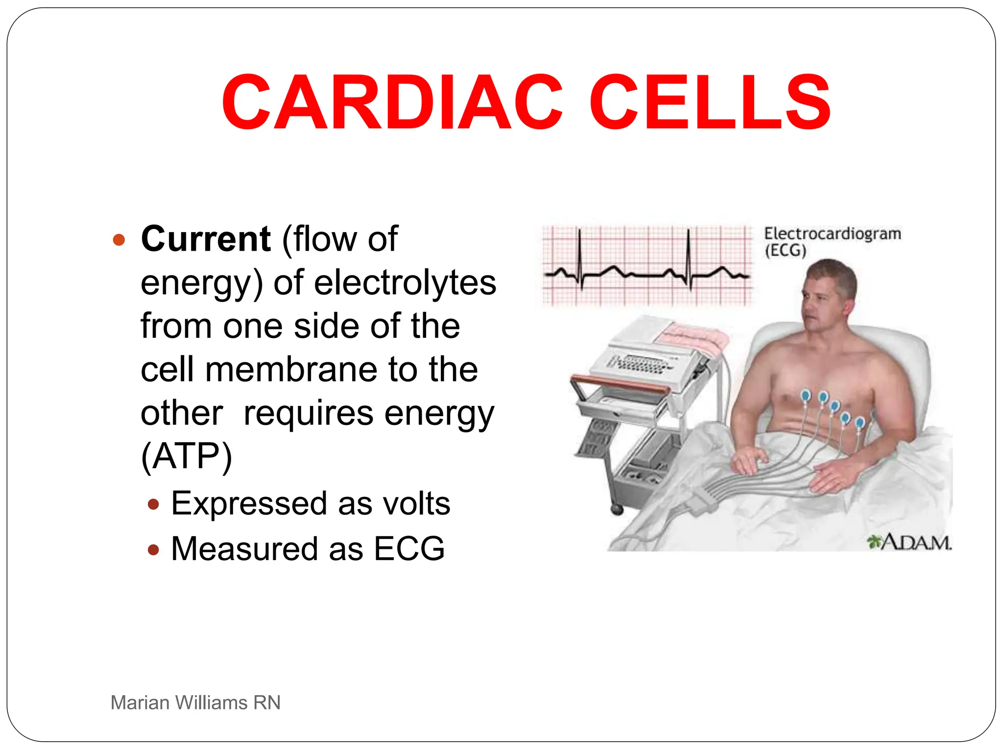 electrocardiogram power point, basic ecg interp | PPT
