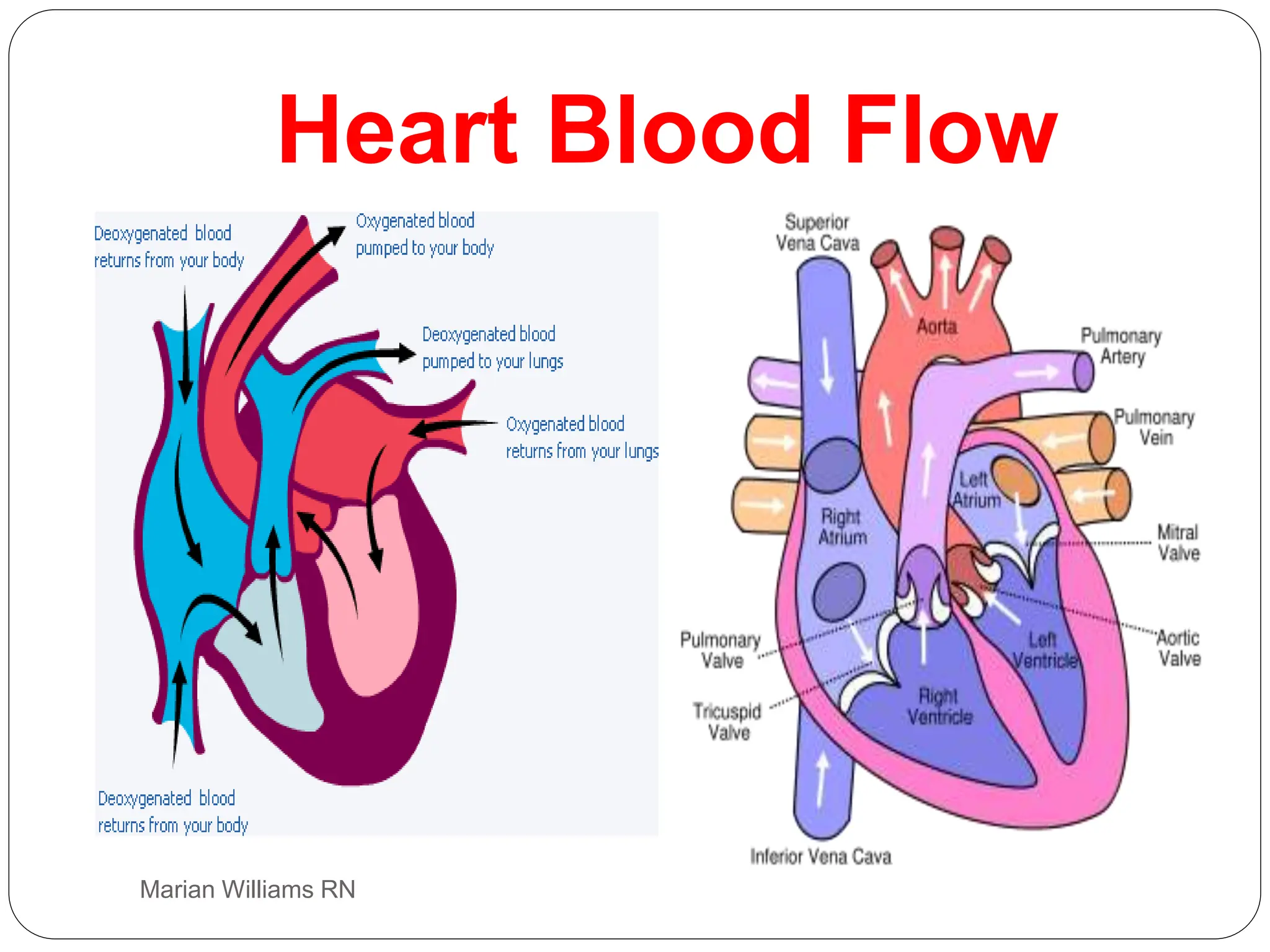 electrocardiogram power point, basic ecg interp | PPT