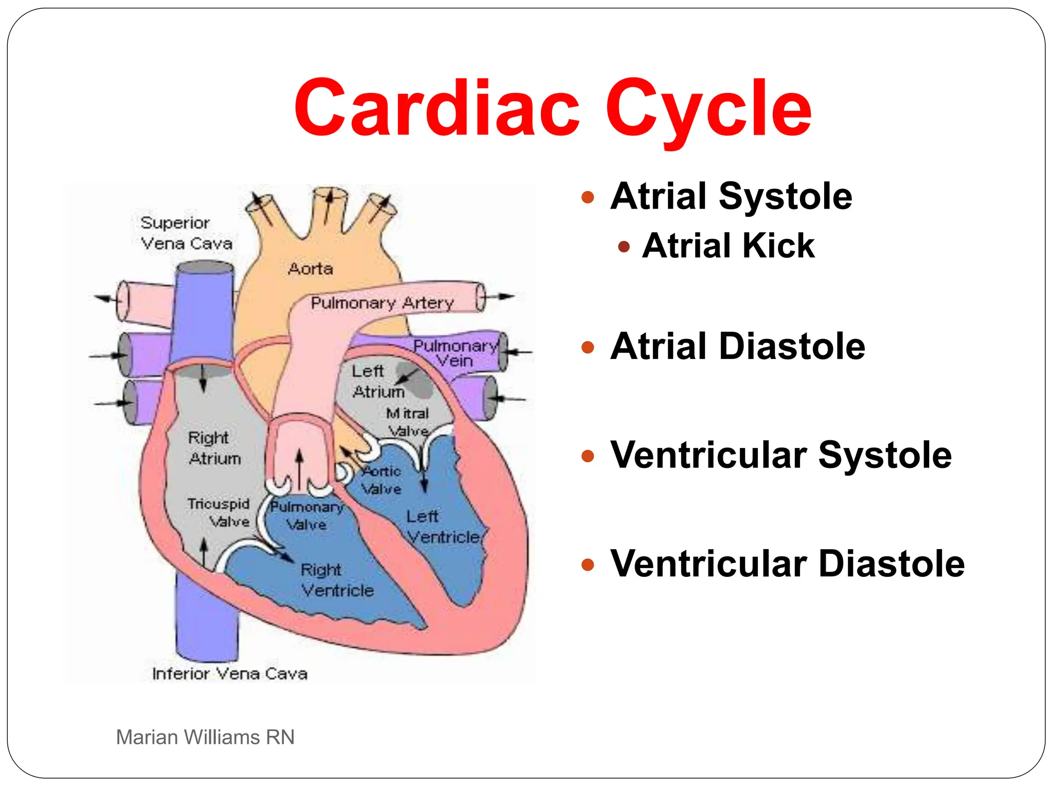 electrocardiogram power point, basic ecg interp | PPT