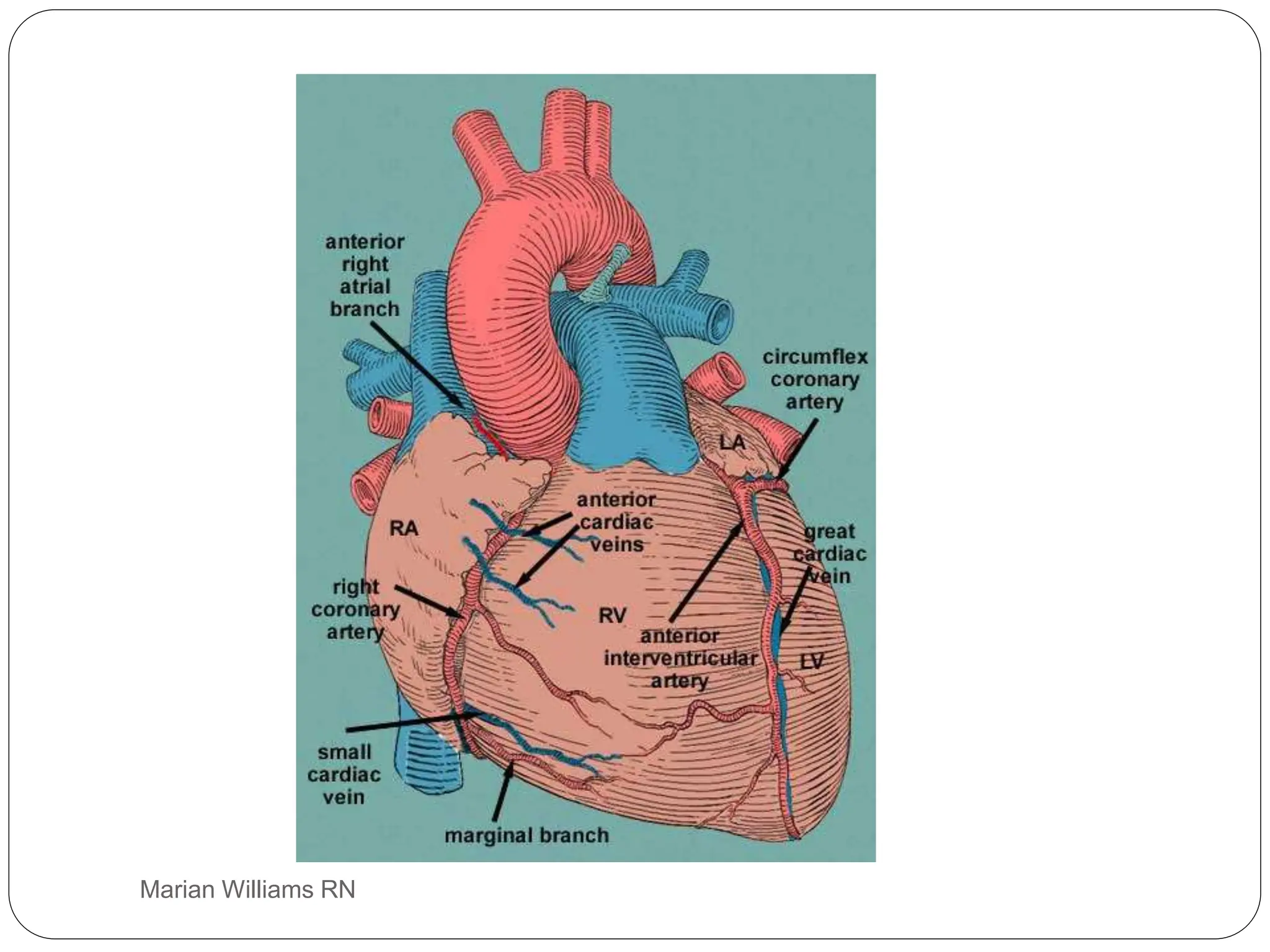 electrocardiogram power point, basic ecg interp | PPT