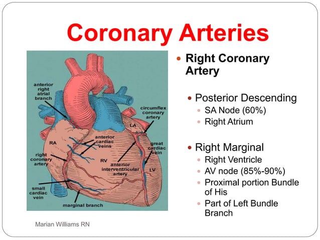 electrocardiogram power point, basic ecg interp | PPT