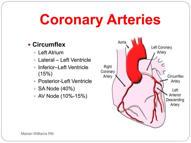 electrocardiogram power point, basic ecg interp | PPT