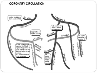 electrocardiogram power point, basic ecg interp | PPT
