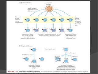 Tolerance of autoimmunity and transplant | PPT