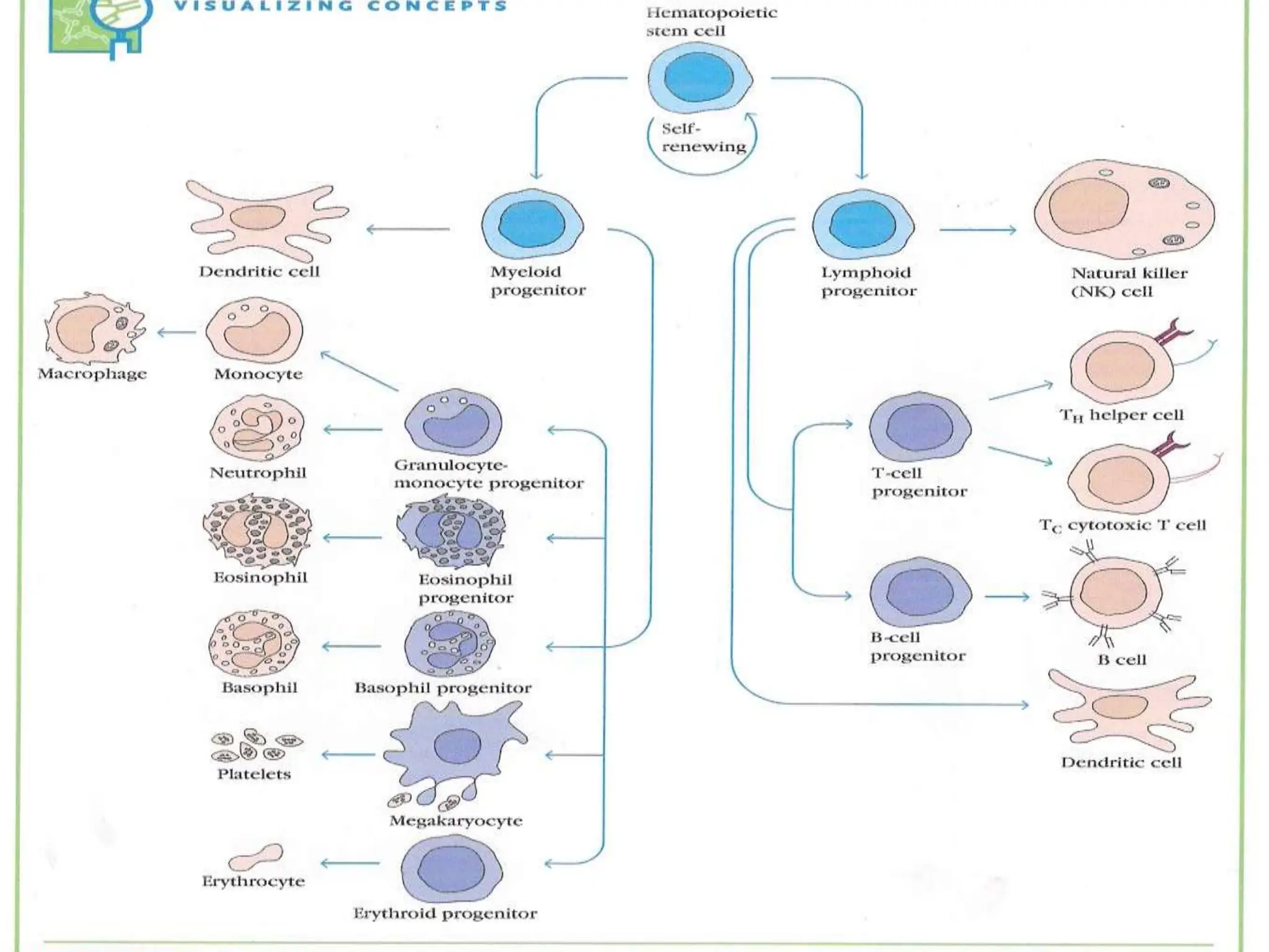 Adaptive Immune response and humoural immune response.ppt