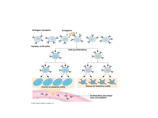 Adaptive Immune response and humoural immune response.ppt