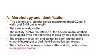 Spirocheten 2_2022_05_24!08_30_41_AM.pdf... spirochets of pharmaceutical ...