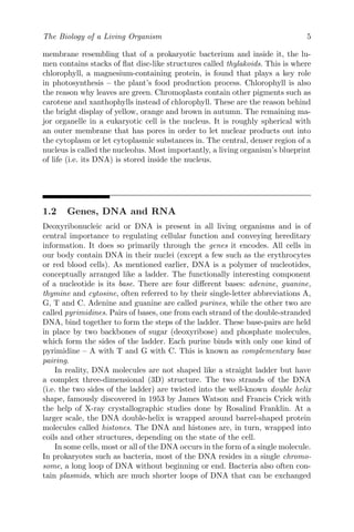 The Biology of a Living Organism 5
membrane resembling that of a prokaryotic bacterium and inside it, the lu-
men contains stacks of flat disc-like structures called thylakoids. This is where
chlorophyll, a magnesium-containing protein, is found that plays a key role
in photosynthesis – the plant’s food production process. Chlorophyll is also
the reason why leaves are green. Chromoplasts contain other pigments such as
carotene and xanthophylls instead of chlorophyll. These are the reason behind
the bright display of yellow, orange and brown in autumn. The remaining ma-
jor organelle in a eukaryotic cell is the nucleus. It is roughly spherical with
an outer membrane that has pores in order to let nuclear products out into
the cytoplasm or let cytoplasmic substances in. The central, denser region of a
nucleus is called the nucleolus. Most importantly, a living organism’s blueprint
of life (i.e. its DNA) is stored inside the nucleus.
1.2 Genes, DNA and RNA
Deoxyribonucleic acid or DNA is present in all living organisms and is of
central importance to regulating cellular function and conveying hereditary
information. It does so primarily through the genes it encodes. All cells in
our body contain DNA in their nuclei (except a few such as the erythrocytes
or red blood cells). As mentioned earlier, DNA is a polymer of nucleotides,
conceptually arranged like a ladder. The functionally interesting component
of a nucleotide is its base. There are four different bases: adenine, guanine,
thymine and cytosine, often referred to by their single-letter abbreviations A,
G, T and C. Adenine and guanine are called purines, while the other two are
called pyrimidines. Pairs of bases, one from each strand of the double-stranded
DNA, bind together to form the steps of the ladder. These base-pairs are held
in place by two backbones of sugar (deoxyribose) and phosphate molecules,
which form the sides of the ladder. Each purine binds with only one kind of
pyrimidine – A with T and G with C. This is known as complementary base
pairing.
In reality, DNA molecules are not shaped like a straight ladder but have
a complex three-dimensional (3D) structure. The two strands of the DNA
(i.e. the two sides of the ladder) are twisted into the well-known double helix
shape, famously discovered in 1953 by James Watson and Francis Crick with
the help of X-ray crystallographic studies done by Rosalind Franklin. At a
larger scale, the DNA double-helix is wrapped around barrel-shaped protein
molecules called histones. The DNA and histones are, in turn, wrapped into
coils and other structures, depending on the state of the cell.
In some cells, most or all of the DNA occurs in the form of a single molecule.
In prokaryotes such as bacteria, most of the DNA resides in a single chromo-
some, a long loop of DNA without beginning or end. Bacteria also often con-
tain plasmids, which are much shorter loops of DNA that can be exchanged
 