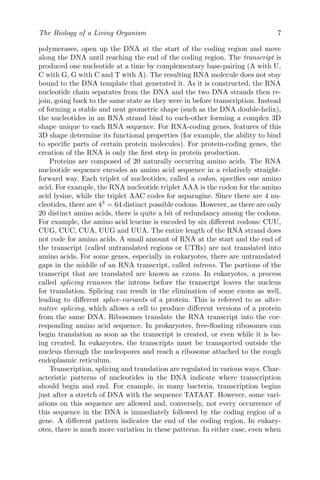 The Biology of a Living Organism 7
polymerases, open up the DNA at the start of the coding region and move
along the DNA until reaching the end of the coding region. The transcript is
produced one nucleotide at a time by complementary base-pairing (A with U,
C with G, G with C and T with A). The resulting RNA molecule does not stay
bound to the DNA template that generated it. As it is constructed, the RNA
nucleotide chain separates from the DNA and the two DNA strands then re-
join, going back to the same state as they were in before transcription. Instead
of forming a stable and neat geometric shape (such as the DNA double-helix),
the nucleotides in an RNA strand bind to each-other forming a complex 3D
shape unique to each RNA sequence. For RNA-coding genes, features of this
3D shape determine its functional properties (for example, the ability to bind
to specific parts of certain protein molecules). For protein-coding genes, the
creation of the RNA is only the first step in protein production.
Proteins are composed of 20 naturally occurring amino acids. The RNA
nucleotide sequence encodes an amino acid sequence in a relatively straight-
forward way. Each triplet of nucleotides, called a codon, specifies one amino
acid. For example, the RNA nucleotide triplet AAA is the codon for the amino
acid lysine, while the triplet AAC codes for asparagine. Since there are 4 nu-
cleotides, there are 43
= 64 distinct possible codons. However, as there are only
20 distinct amino acids, there is quite a bit of redundancy among the codons.
For example, the amino acid leucine is encoded by six different codons: CUU,
CUG, CUC, CUA, UUG and UUA. The entire length of the RNA strand does
not code for amino acids. A small amount of RNA at the start and the end of
the transcript (called untranslated regions or UTRs) are not translated into
amino acids. For some genes, especially in eukaryotes, there are untranslated
gaps in the middle of an RNA transcript, called introns. The portions of the
transcript that are translated are known as exons. In eukaryotes, a process
called splicing removes the introns before the transcript leaves the nucleus
for translation. Splicing can result in the elimination of some exons as well,
leading to different splice-variants of a protein. This is referred to as alter-
native splicing, which allows a cell to produce different versions of a protein
from the same DNA. Ribosomes translate the RNA transcript into the cor-
responding amino acid sequence. In prokaryotes, free-floating ribosomes can
begin translation as soon as the transcript is created, or even while it is be-
ing created. In eukaryotes, the transcripts must be transported outside the
nucleus through the nucleopores and reach a ribosome attached to the rough
endoplasmic reticulum.
Transcription, splicing and translation are regulated in various ways. Char-
acteristic patterns of nucleotides in the DNA indicate where transcription
should begin and end. For example, in many bacteria, transcription begins
just after a stretch of DNA with the sequence TATAAT. However, some vari-
ations on this sequence are allowed and, conversely, not every occurrence of
this sequence in the DNA is immediately followed by the coding region of a
gene. A different pattern indicates the end of the coding region. In eukary-
otes, there is much more variation in these patterns. In either case, even when
 