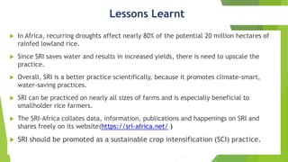 2204 -System of Rice Intensification - Improving Rice Production and Saving Water in Africa