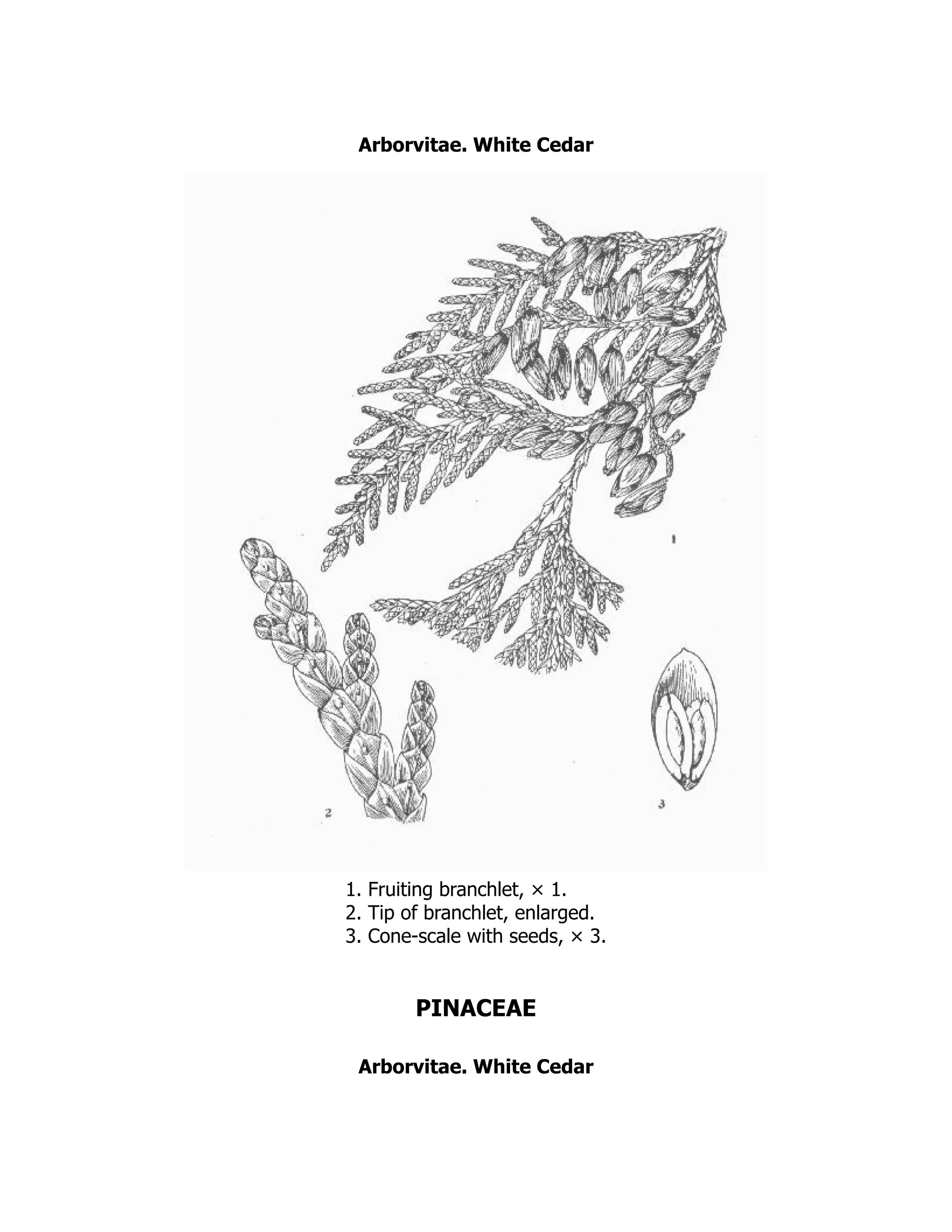 Arborvitae. White Cedar
1. Fruiting branchlet, × 1.
2. Tip of branchlet, enlarged.
3. Cone-scale with seeds, × 3.
PINACEAE
Arborvitae. White Cedar
 