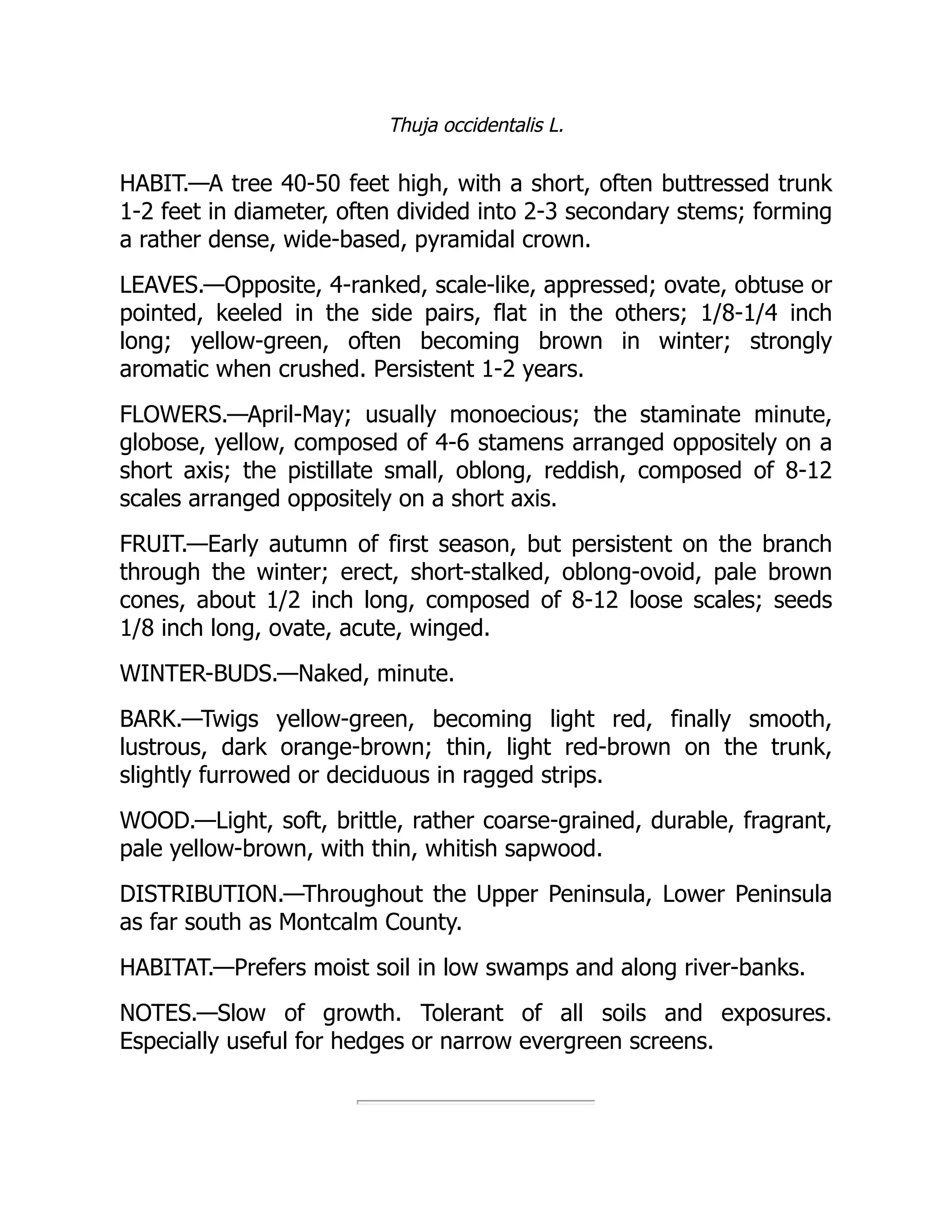 Thuja occidentalis L.
HABIT.—A tree 40-50 feet high, with a short, often buttressed trunk
1-2 feet in diameter, often divided into 2-3 secondary stems; forming
a rather dense, wide-based, pyramidal crown.
LEAVES.—Opposite, 4-ranked, scale-like, appressed; ovate, obtuse or
pointed, keeled in the side pairs, flat in the others; 1/8-1/4 inch
long; yellow-green, often becoming brown in winter; strongly
aromatic when crushed. Persistent 1-2 years.
FLOWERS.—April-May; usually monoecious; the staminate minute,
globose, yellow, composed of 4-6 stamens arranged oppositely on a
short axis; the pistillate small, oblong, reddish, composed of 8-12
scales arranged oppositely on a short axis.
FRUIT.—Early autumn of first season, but persistent on the branch
through the winter; erect, short-stalked, oblong-ovoid, pale brown
cones, about 1/2 inch long, composed of 8-12 loose scales; seeds
1/8 inch long, ovate, acute, winged.
WINTER-BUDS.—Naked, minute.
BARK.—Twigs yellow-green, becoming light red, finally smooth,
lustrous, dark orange-brown; thin, light red-brown on the trunk,
slightly furrowed or deciduous in ragged strips.
WOOD.—Light, soft, brittle, rather coarse-grained, durable, fragrant,
pale yellow-brown, with thin, whitish sapwood.
DISTRIBUTION.—Throughout the Upper Peninsula, Lower Peninsula
as far south as Montcalm County.
HABITAT.—Prefers moist soil in low swamps and along river-banks.
NOTES.—Slow of growth. Tolerant of all soils and exposures.
Especially useful for hedges or narrow evergreen screens.
 
