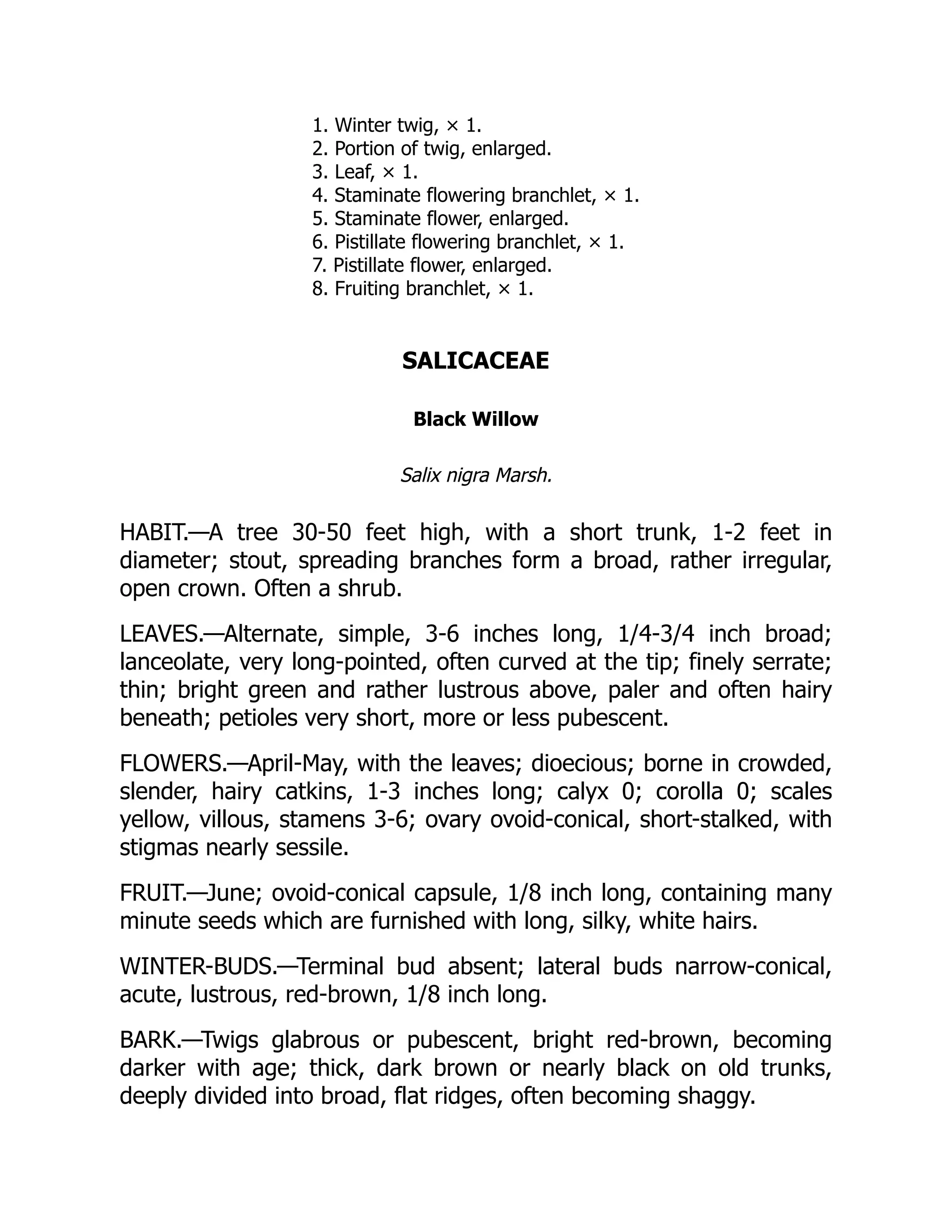 1. Winter twig, × 1.
2. Portion of twig, enlarged.
3. Leaf, × 1.
4. Staminate flowering branchlet, × 1.
5. Staminate flower, enlarged.
6. Pistillate flowering branchlet, × 1.
7. Pistillate flower, enlarged.
8. Fruiting branchlet, × 1.
SALICACEAE
Black Willow
Salix nigra Marsh.
HABIT.—A tree 30-50 feet high, with a short trunk, 1-2 feet in
diameter; stout, spreading branches form a broad, rather irregular,
open crown. Often a shrub.
LEAVES.—Alternate, simple, 3-6 inches long, 1/4-3/4 inch broad;
lanceolate, very long-pointed, often curved at the tip; finely serrate;
thin; bright green and rather lustrous above, paler and often hairy
beneath; petioles very short, more or less pubescent.
FLOWERS.—April-May, with the leaves; dioecious; borne in crowded,
slender, hairy catkins, 1-3 inches long; calyx 0; corolla 0; scales
yellow, villous, stamens 3-6; ovary ovoid-conical, short-stalked, with
stigmas nearly sessile.
FRUIT.—June; ovoid-conical capsule, 1/8 inch long, containing many
minute seeds which are furnished with long, silky, white hairs.
WINTER-BUDS.—Terminal bud absent; lateral buds narrow-conical,
acute, lustrous, red-brown, 1/8 inch long.
BARK.—Twigs glabrous or pubescent, bright red-brown, becoming
darker with age; thick, dark brown or nearly black on old trunks,
deeply divided into broad, flat ridges, often becoming shaggy.
 