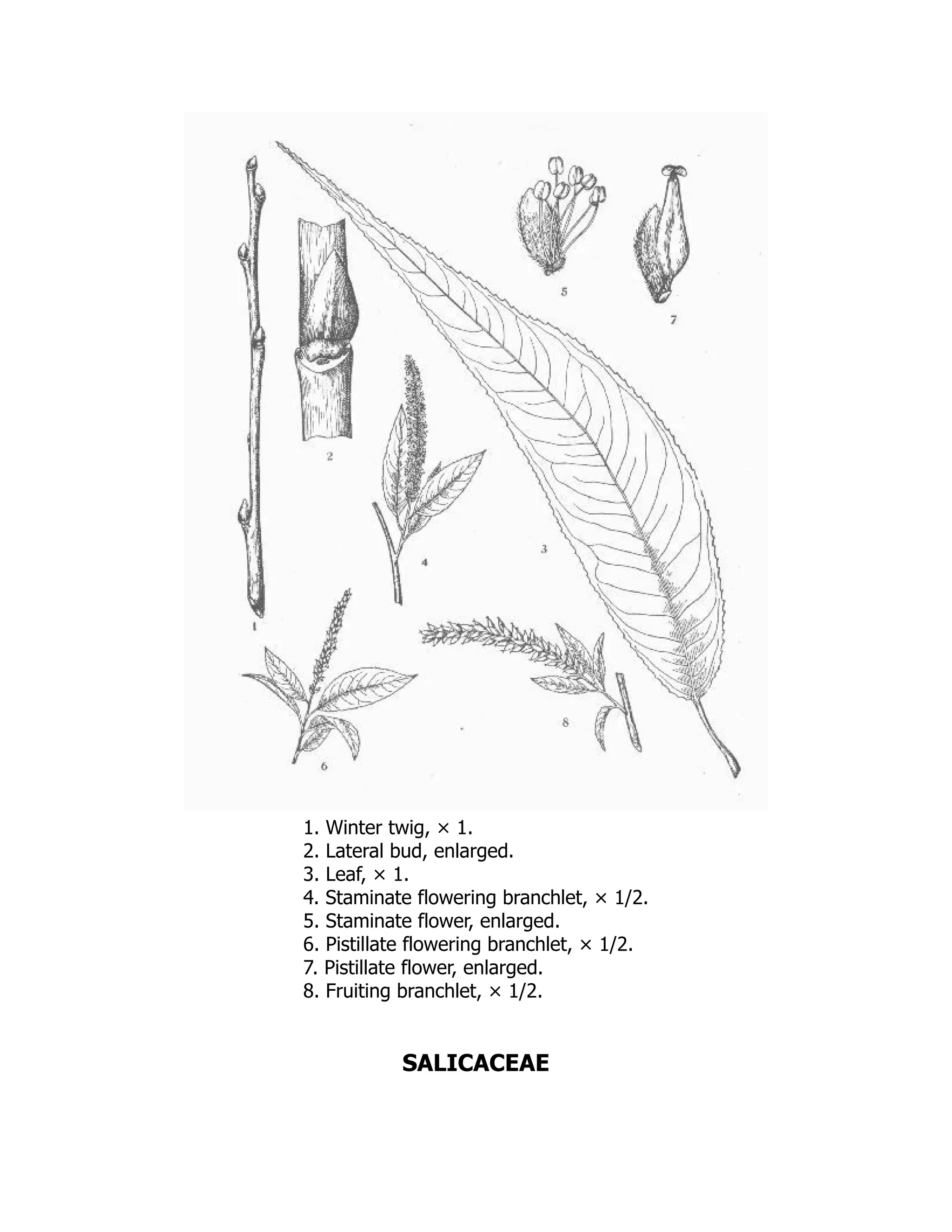 1. Winter twig, × 1.
2. Lateral bud, enlarged.
3. Leaf, × 1.
4. Staminate flowering branchlet, × 1/2.
5. Staminate flower, enlarged.
6. Pistillate flowering branchlet, × 1/2.
7. Pistillate flower, enlarged.
8. Fruiting branchlet, × 1/2.
SALICACEAE
 