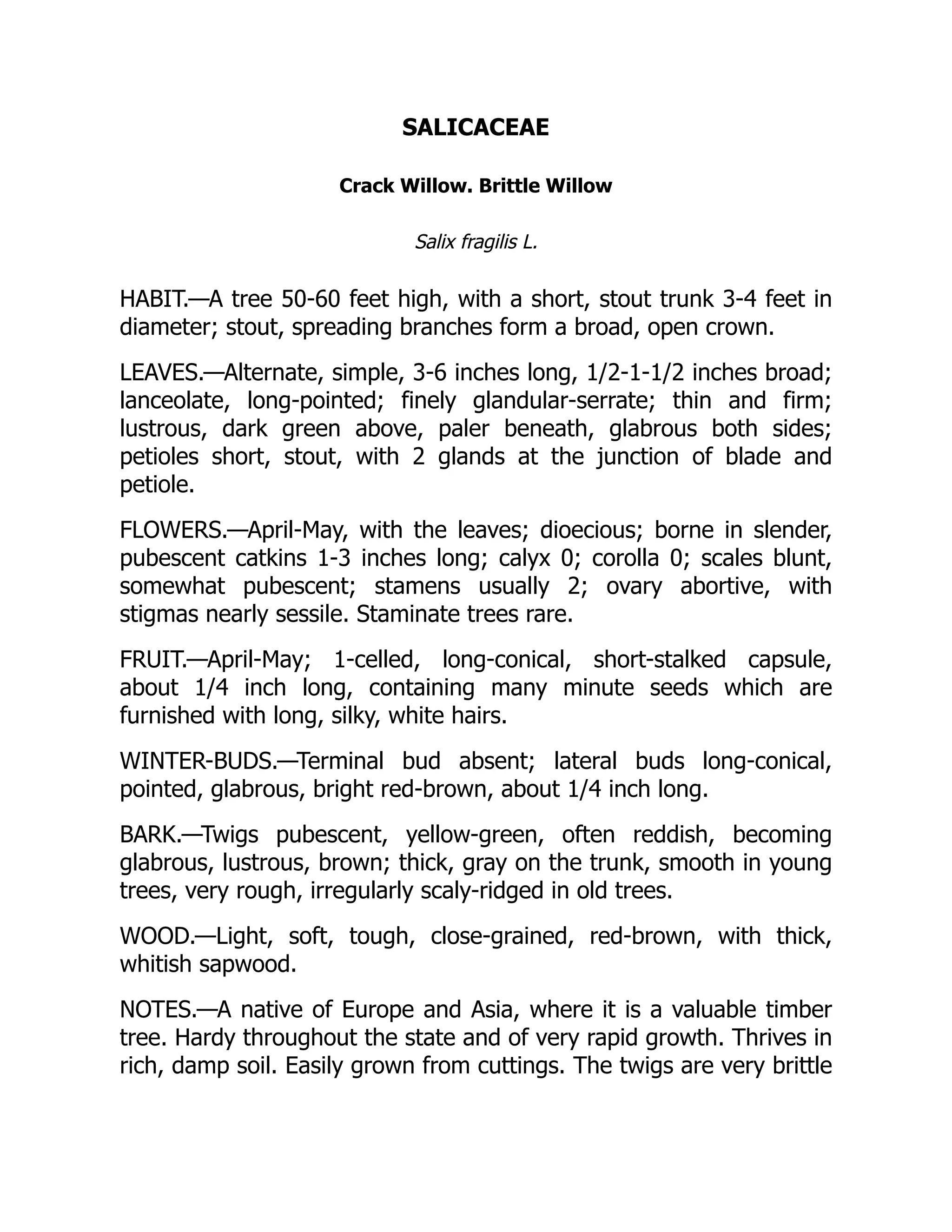 SALICACEAE
Crack Willow. Brittle Willow
Salix fragilis L.
HABIT.—A tree 50-60 feet high, with a short, stout trunk 3-4 feet in
diameter; stout, spreading branches form a broad, open crown.
LEAVES.—Alternate, simple, 3-6 inches long, 1/2-1-1/2 inches broad;
lanceolate, long-pointed; finely glandular-serrate; thin and firm;
lustrous, dark green above, paler beneath, glabrous both sides;
petioles short, stout, with 2 glands at the junction of blade and
petiole.
FLOWERS.—April-May, with the leaves; dioecious; borne in slender,
pubescent catkins 1-3 inches long; calyx 0; corolla 0; scales blunt,
somewhat pubescent; stamens usually 2; ovary abortive, with
stigmas nearly sessile. Staminate trees rare.
FRUIT.—April-May; 1-celled, long-conical, short-stalked capsule,
about 1/4 inch long, containing many minute seeds which are
furnished with long, silky, white hairs.
WINTER-BUDS.—Terminal bud absent; lateral buds long-conical,
pointed, glabrous, bright red-brown, about 1/4 inch long.
BARK.—Twigs pubescent, yellow-green, often reddish, becoming
glabrous, lustrous, brown; thick, gray on the trunk, smooth in young
trees, very rough, irregularly scaly-ridged in old trees.
WOOD.—Light, soft, tough, close-grained, red-brown, with thick,
whitish sapwood.
NOTES.—A native of Europe and Asia, where it is a valuable timber
tree. Hardy throughout the state and of very rapid growth. Thrives in
rich, damp soil. Easily grown from cuttings. The twigs are very brittle
 