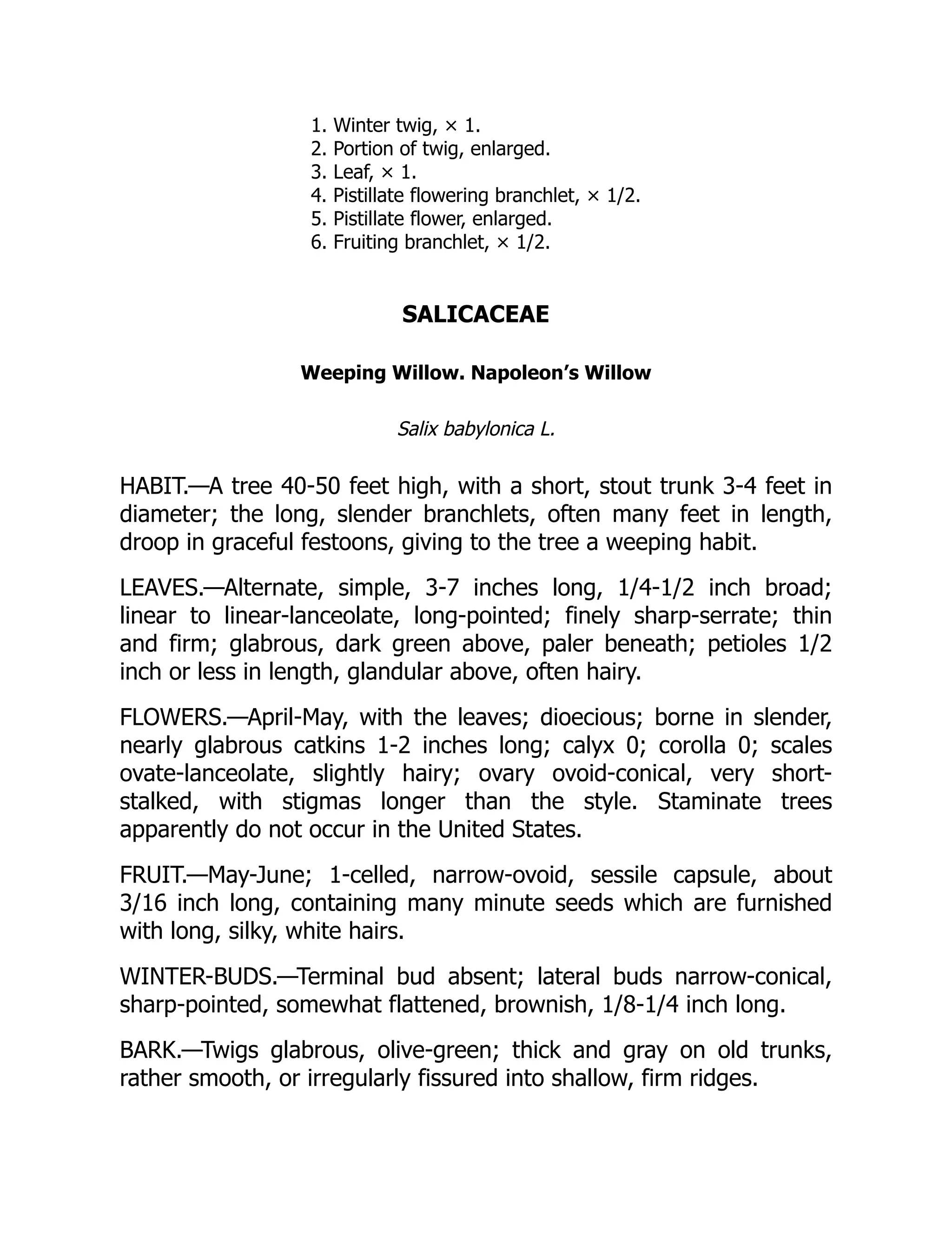 1. Winter twig, × 1.
2. Portion of twig, enlarged.
3. Leaf, × 1.
4. Pistillate flowering branchlet, × 1/2.
5. Pistillate flower, enlarged.
6. Fruiting branchlet, × 1/2.
SALICACEAE
Weeping Willow. Napoleon’s Willow
Salix babylonica L.
HABIT.—A tree 40-50 feet high, with a short, stout trunk 3-4 feet in
diameter; the long, slender branchlets, often many feet in length,
droop in graceful festoons, giving to the tree a weeping habit.
LEAVES.—Alternate, simple, 3-7 inches long, 1/4-1/2 inch broad;
linear to linear-lanceolate, long-pointed; finely sharp-serrate; thin
and firm; glabrous, dark green above, paler beneath; petioles 1/2
inch or less in length, glandular above, often hairy.
FLOWERS.—April-May, with the leaves; dioecious; borne in slender,
nearly glabrous catkins 1-2 inches long; calyx 0; corolla 0; scales
ovate-lanceolate, slightly hairy; ovary ovoid-conical, very short-
stalked, with stigmas longer than the style. Staminate trees
apparently do not occur in the United States.
FRUIT.—May-June; 1-celled, narrow-ovoid, sessile capsule, about
3/16 inch long, containing many minute seeds which are furnished
with long, silky, white hairs.
WINTER-BUDS.—Terminal bud absent; lateral buds narrow-conical,
sharp-pointed, somewhat flattened, brownish, 1/8-1/4 inch long.
BARK.—Twigs glabrous, olive-green; thick and gray on old trunks,
rather smooth, or irregularly fissured into shallow, firm ridges.
 
