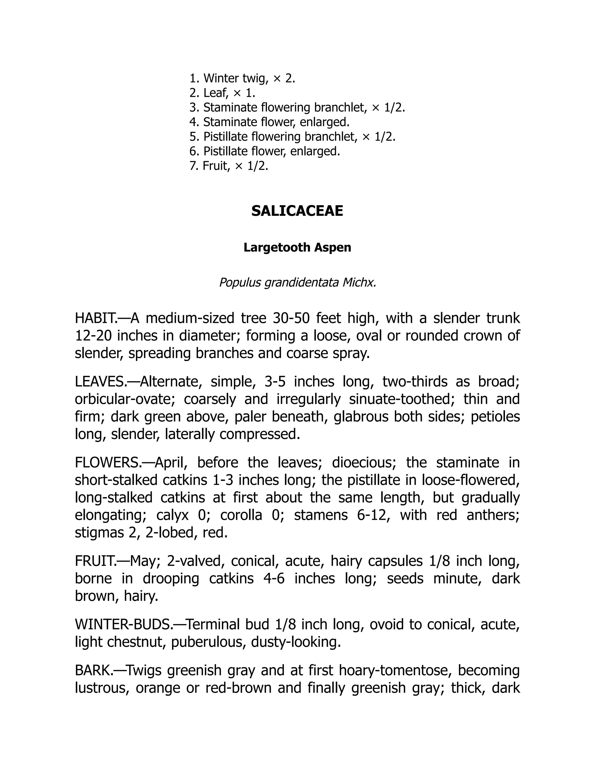 1. Winter twig, × 2.
2. Leaf, × 1.
3. Staminate flowering branchlet, × 1/2.
4. Staminate flower, enlarged.
5. Pistillate flowering branchlet, × 1/2.
6. Pistillate flower, enlarged.
7. Fruit, × 1/2.
SALICACEAE
Largetooth Aspen
Populus grandidentata Michx.
HABIT.—A medium-sized tree 30-50 feet high, with a slender trunk
12-20 inches in diameter; forming a loose, oval or rounded crown of
slender, spreading branches and coarse spray.
LEAVES.—Alternate, simple, 3-5 inches long, two-thirds as broad;
orbicular-ovate; coarsely and irregularly sinuate-toothed; thin and
firm; dark green above, paler beneath, glabrous both sides; petioles
long, slender, laterally compressed.
FLOWERS.—April, before the leaves; dioecious; the staminate in
short-stalked catkins 1-3 inches long; the pistillate in loose-flowered,
long-stalked catkins at first about the same length, but gradually
elongating; calyx 0; corolla 0; stamens 6-12, with red anthers;
stigmas 2, 2-lobed, red.
FRUIT.—May; 2-valved, conical, acute, hairy capsules 1/8 inch long,
borne in drooping catkins 4-6 inches long; seeds minute, dark
brown, hairy.
WINTER-BUDS.—Terminal bud 1/8 inch long, ovoid to conical, acute,
light chestnut, puberulous, dusty-looking.
BARK.—Twigs greenish gray and at first hoary-tomentose, becoming
lustrous, orange or red-brown and finally greenish gray; thick, dark
 