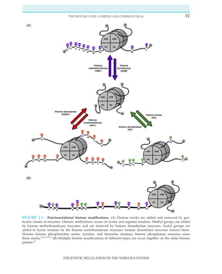 Epigenetic Regulation In The Nervous System Basic Mechanisms And ...