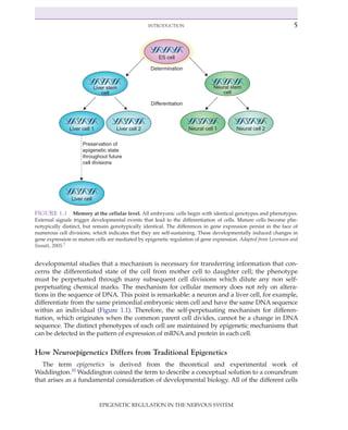 Epigenetic Regulation In The Nervous System Basic Mechanisms And ...