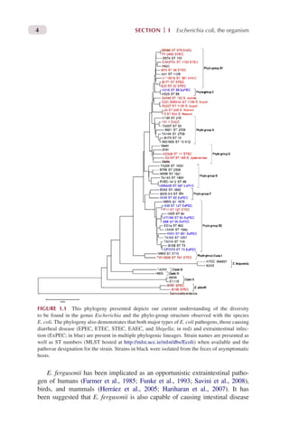 Escherichia Coli Pathotypes And Principles Of Pathogenesis Michael ...