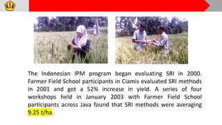 2205 - System of Rice Intensification in Indonesia - Research, Adoption ...